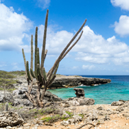 Wildlife op Bonaire! Ontdek Washington Slagbaai Nationaal Park