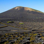 Een vulkanisch wijntje proeven? Ga naar Lanzarote!