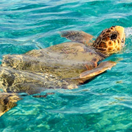  Spot schildpadden op Zakynthos!